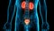Human Internal Organs Urinary System Kidneys with Bladder Anatomy Animation Concept