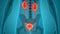 Human Internal Organs Urinary System Kidneys with Bladder Anatomy Animation Concept