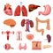 Human internal organs. Vector flat anatomy symbols illustration. Isolated icons set