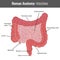 Human Intestines detailed anatomy. Vector Medical