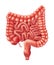 Human Intestines Organ - Human Organs Collection, realistic vector illustration