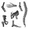 Human joints vector set. Orthopedic and spine