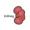 Human kidney, anatomical vector illustration