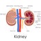 Human Kidney Anatomy