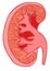 Human Kidney anatomy