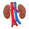 Human kidney anatomy