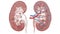 Human kidney anatomy cross section, scientific, two bean shaped organs, 3d, urinary system,  renal system or urinary tract, consis