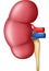 Human kidney anatomy isolated on white background