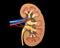 Human kidney cross section.