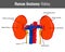 Human Kidney detailed anatomy. Vector Medical