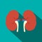 Human kidney flat icon with shadow
