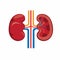 Human kidney flat illustration editable vector isolated in white background