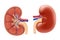 Human kidney. Internal organs anatomy. Urinary system. Realistic 3d Vector illustration