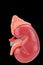 Human kidney model on black background
