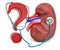 Human kidney with question mark and stethoscope. Diagnosis and treatment of kidneys disease, concept. 3D rendering