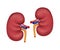 Human kidney realistic illustration isolated on white background.