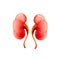 Human Kidney stock illustration