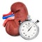 Human kidney with stopwatch. First aid and treatment of kidneys concept, 3D rendering