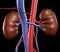 Human Kidneys