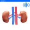 Human kidneys anatomy realistic illustration front view in detail. kidneys exercise. Right and left kidneys with arteria 3D illust