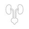 Human kidneys and bladder icon, outline style