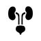 Human kidneys and bladder icon, simple style