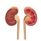 Human kidneys, excretory system. Anatomical structure. Vector illustration