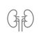 Human kidneys line icon. Healthy internal organ symbol