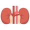 Human kidneys organ icon, vector illustration