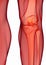 Human knee anatomy