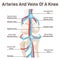 Human knee blood vessels anatomy. Anatomical structure of the healthy