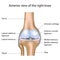 Human knee joint