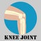 Human knee joint