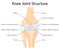 Human Knee joint anatomy. Ligaments of the knee. Anterior and Posterior cruciate ligaments, Patellar and Quadriceps, tendons,