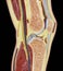 Human Knee Joint Color Silo