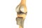 Human knee joints