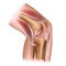 The human knee. Structure. Human anatomy. Medical illustration