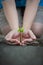 Human lady hands protect the tamarind sprout