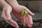 Human lady hands protect the tamarind sprout