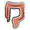 Human large intestine. Colored sketch