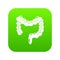 Human large intestine icon green vector