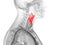 The human larynx