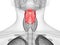 The human larynx