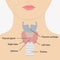 Human larynx anatomy