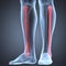 Human Leg Joint Pains (Fibula Joint)