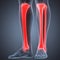 Human Leg Joint Pains (Tibia and Fibula joints)