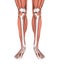 Human Leg Muscles Anatomy