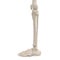 Human Legs Skeleton Bones on white. 3D illustration