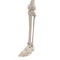 Human Legs Skeleton Bones on white. 3D illustration