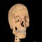 Human levator labii superioris alaeque nasi muscles on skeleton